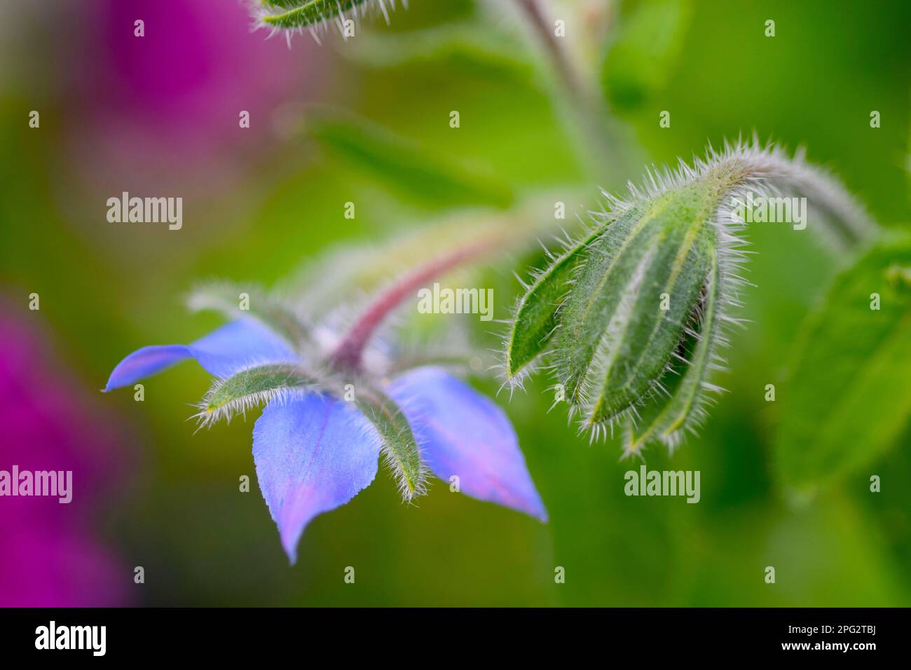 borragine fiore e germogli Foto Stock