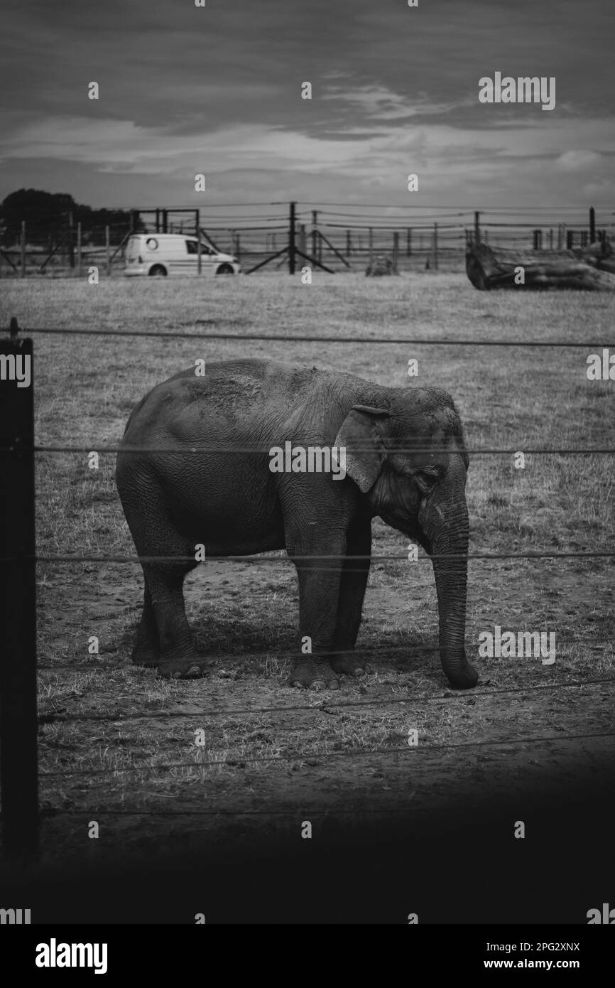 Colpo verticale dell'elefante sull'erba su sfondo nero Foto Stock