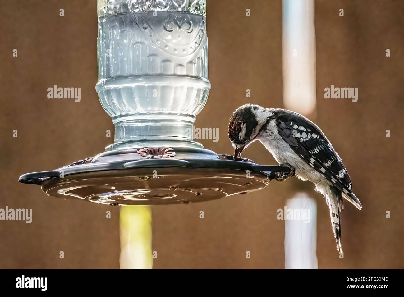 Il picchio maschio rovinoso ha appollaiato e mangia da un alimentatore di colibrì sul retro in estate a Taylors Falls, Minnesota USA. Foto Stock