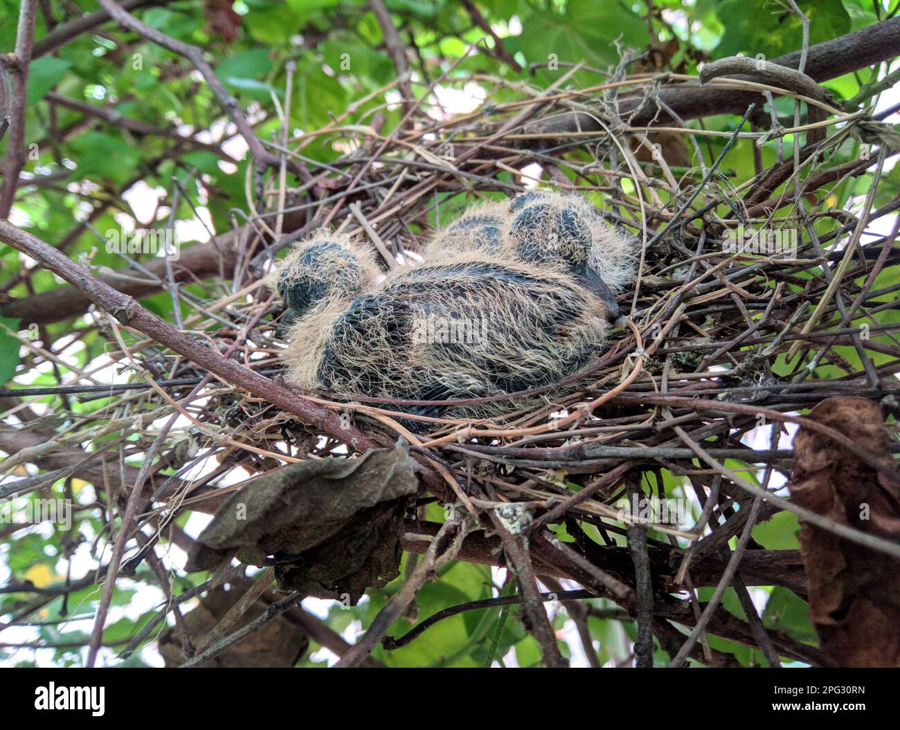 Cute baby bird foto & fotografia Foto Stock