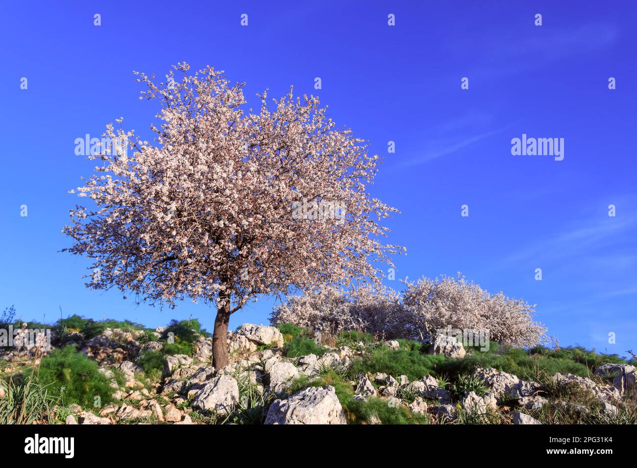 PRIMAVERA. Parco Nazionale dell'alta Murgia: Mandorli selvatici in fiore in Puglia. Foto Stock