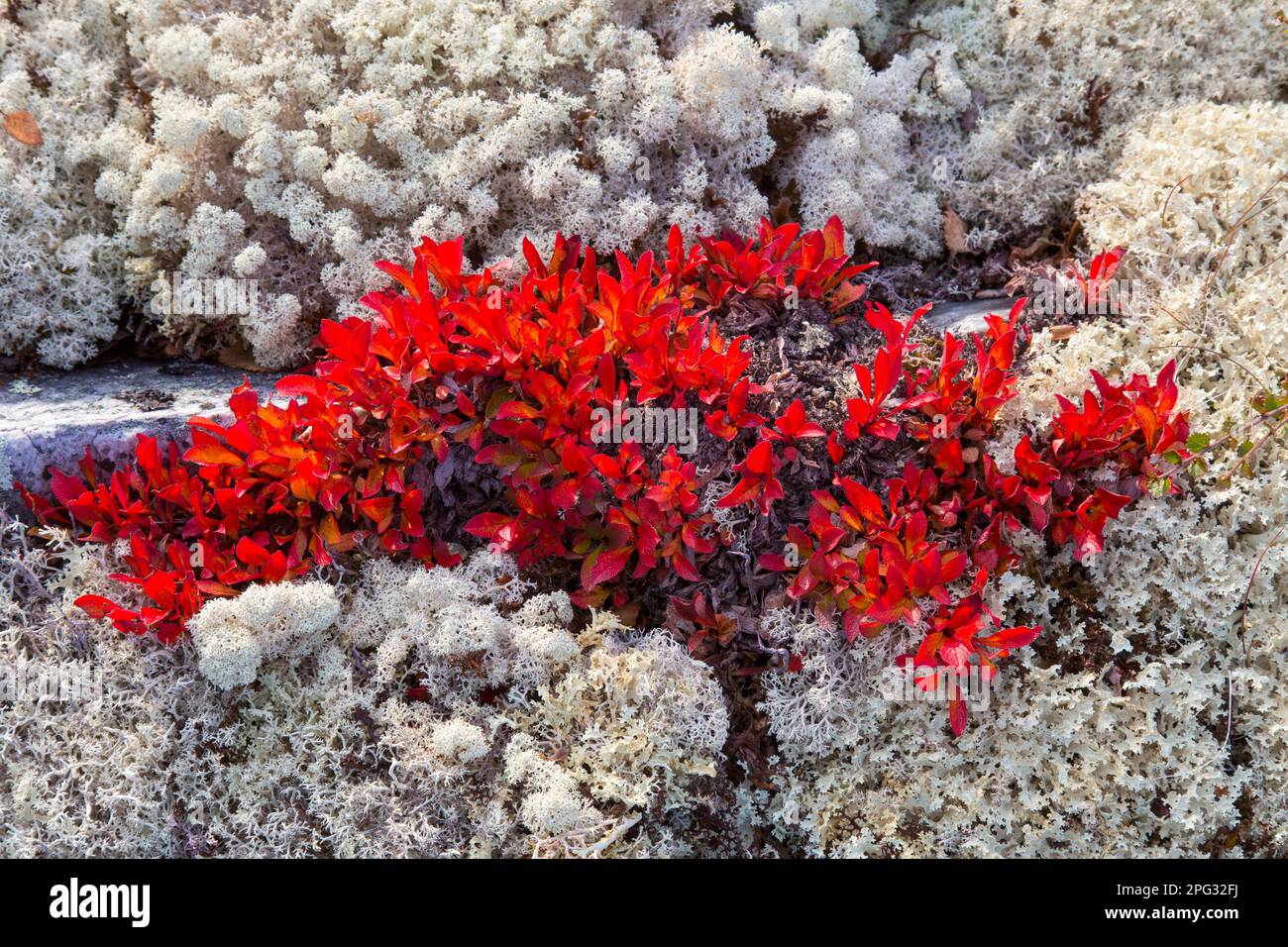 Bearberry alpino, Bearberry di montagna (Arctosaphylos alpina). Pianta nei colori autunnali. Lapponia, Svezia Foto Stock