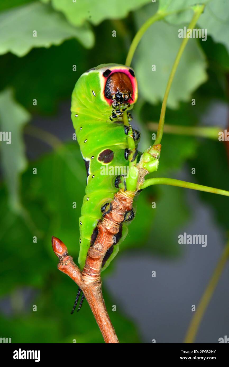 Puss Moth (Cerura vinula). Caterpillar in posizione difensiva sul ramoscello di un Aspen. Germania Foto Stock