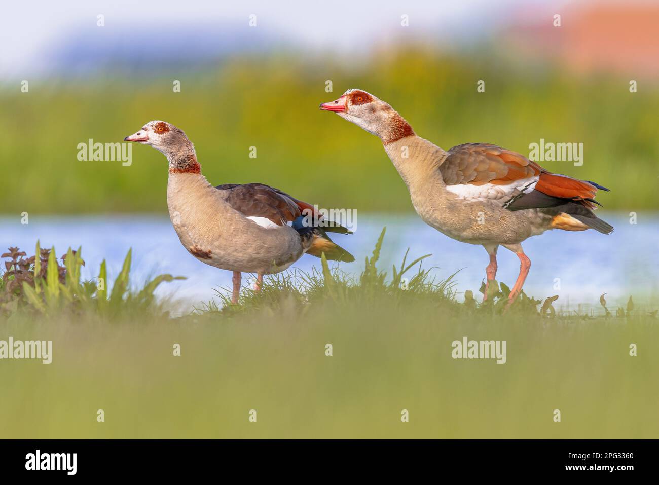Oca egiziana (Alopochen aegyptiaca) coppia di uccelli allerta da acqua di stagno poco profondo. Questo uccello è una specie invasiva riproduttiva rapida problematica in Foto Stock