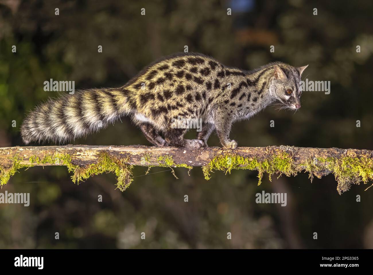 Genet comune (Genetta genetta) sul ramo nel buio della notte. Gatto selvatico a caccia di preda nella foresta spagnola. Fauna selvatica scena della natura in Europa. Foto Stock