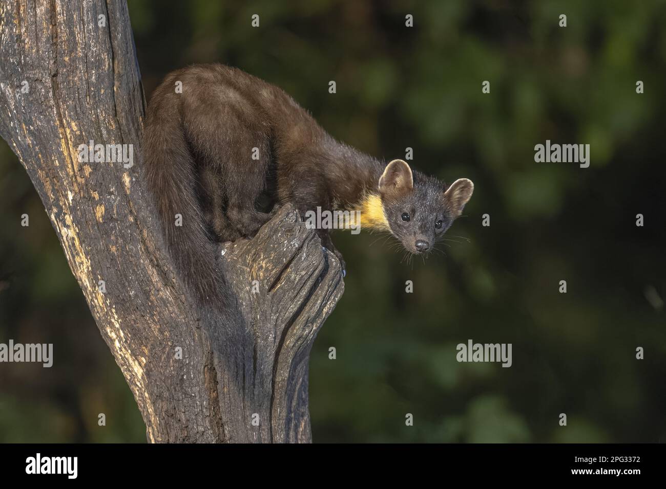 Martora di pino (Martes Martes) su tronco in circostanze buie in una foresta di notte. Fauna selvatica scena della natura in Europa. Foto Stock