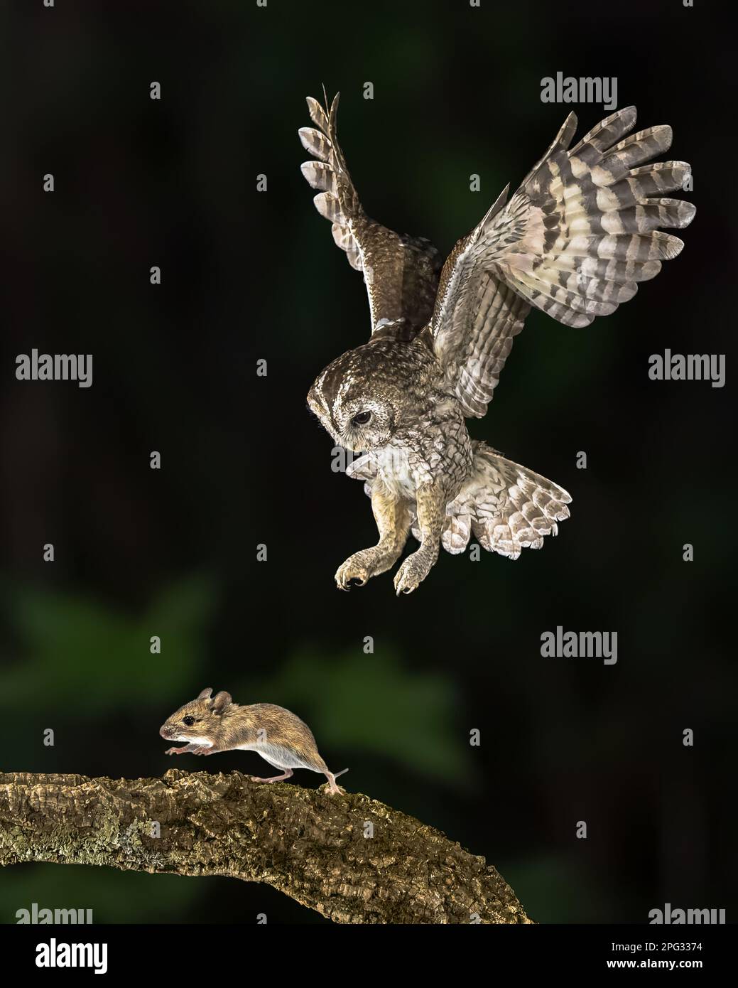 Gufo volante Tawny (Strix aluco) cattura mouse. Questo uccello predatore è alla ricerca e alla ricerca di topi. Fauna selvatica scena della natura in Europa. Foto Stock