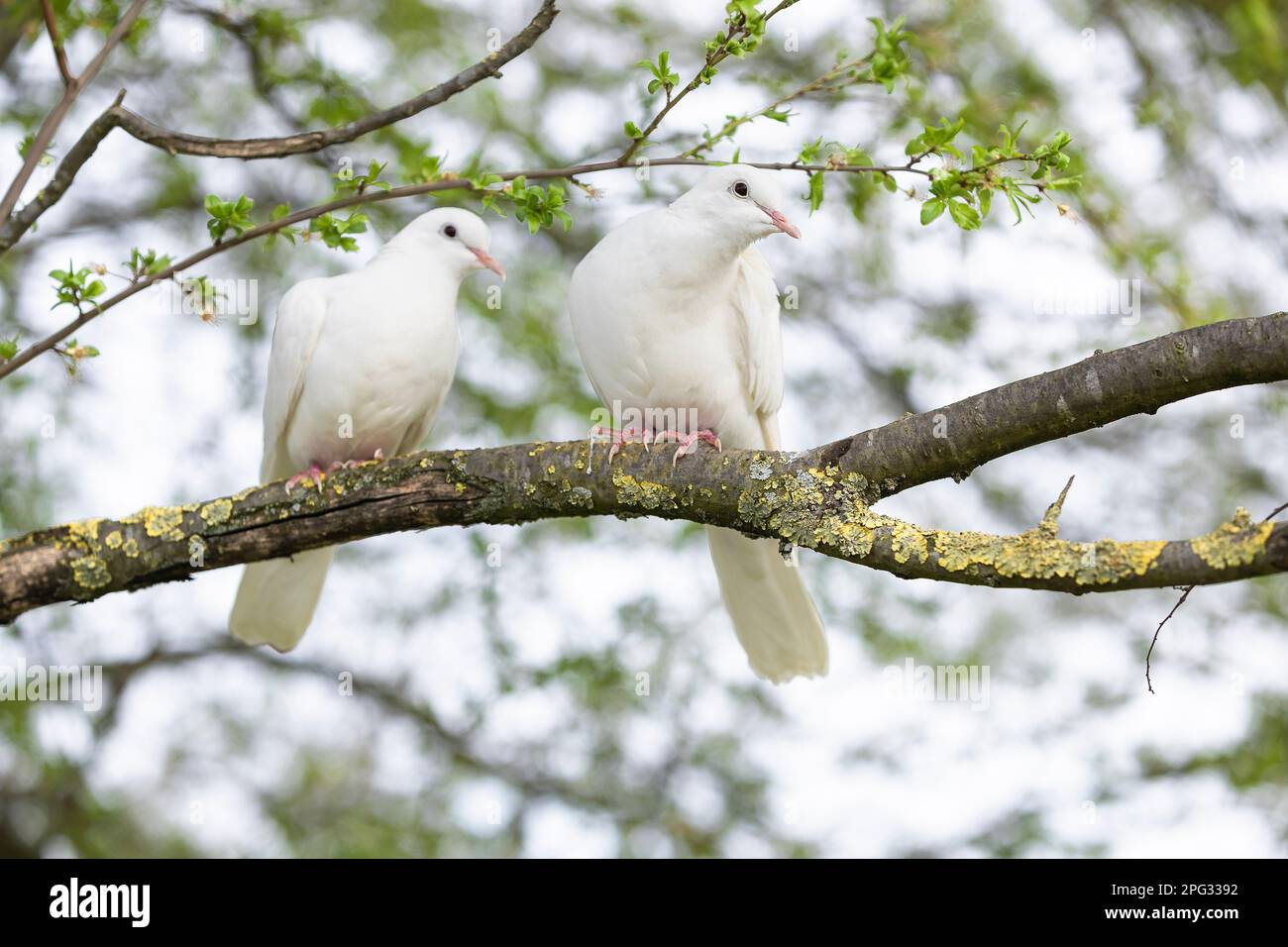 Piccione domestico. Due piccioni bianchi arroccati su un ramo. Camargue, Francia Foto Stock Piccione domestico. Due piccioni bianchi arroccati su un ramo. Camargue, Francia Foto Stock