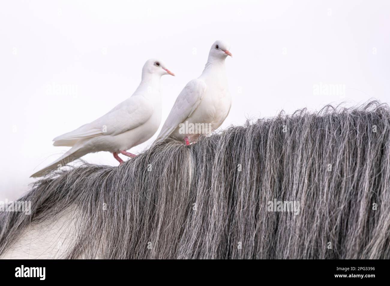 Piccione domestico. Due piccioni bianchi arroccati sulla criniera di un cavallo. Camargue, Francia Foto Stock Piccione domestico. Due piccioni bianchi arroccati sulla criniera di un cavallo. Camargue, Francia Foto Stock
