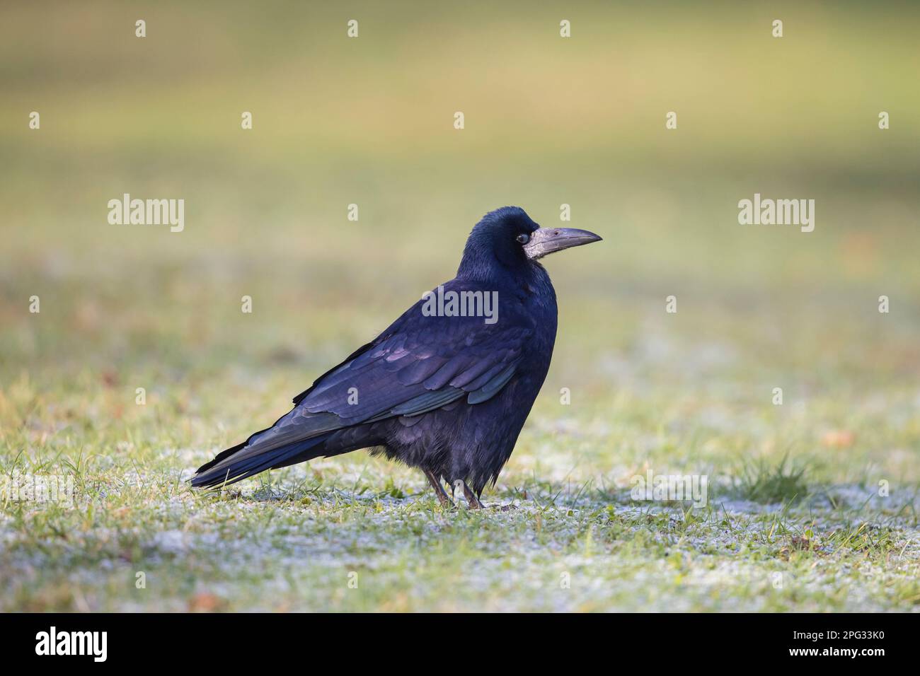 Rook (Corvus frugilegus). Adulto in piedi su un prato. Germania Foto Stock