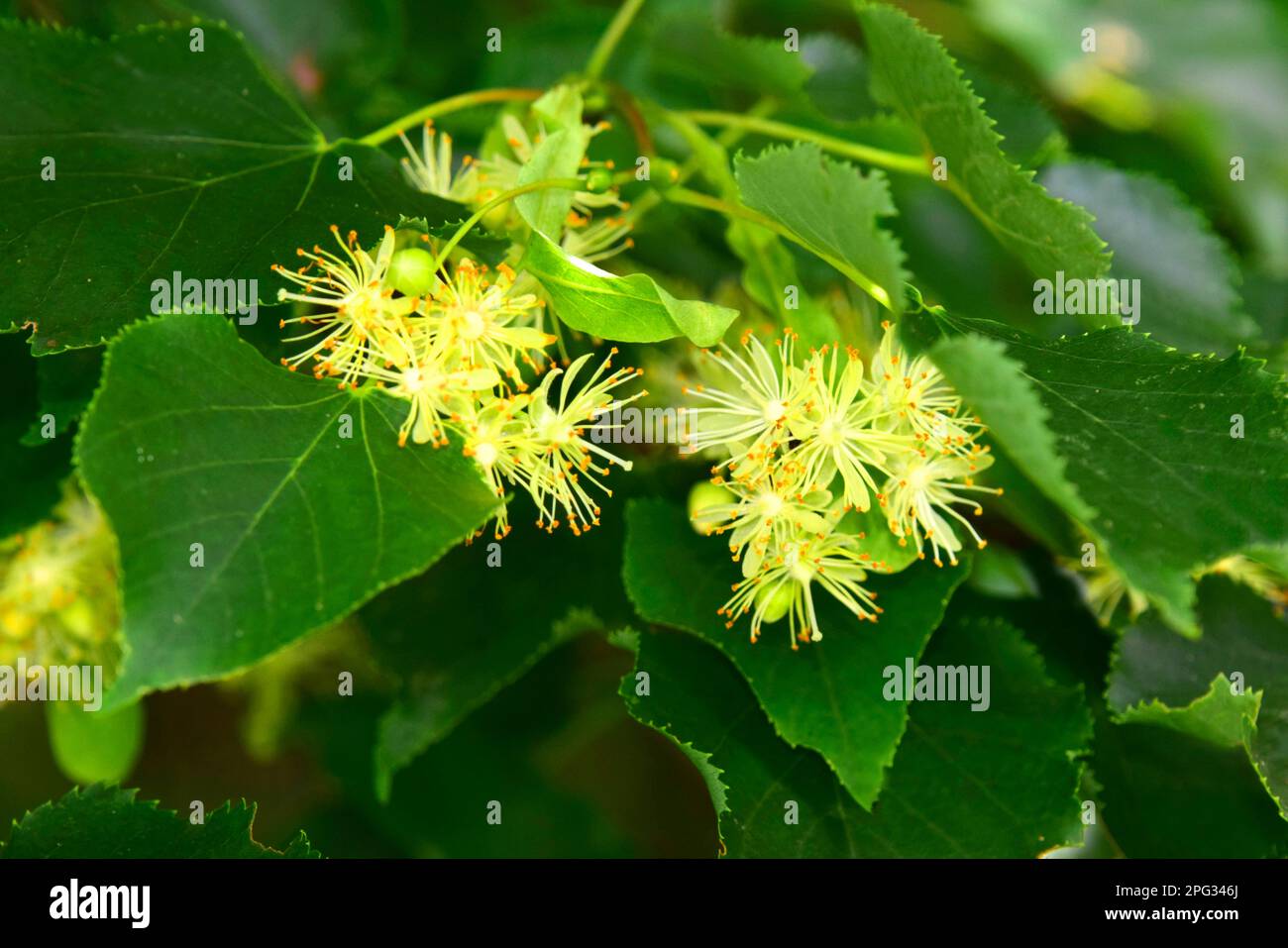 Lime a lievitazione ridotta (Tilia cordata), ramo fiorito in estate Foto Stock