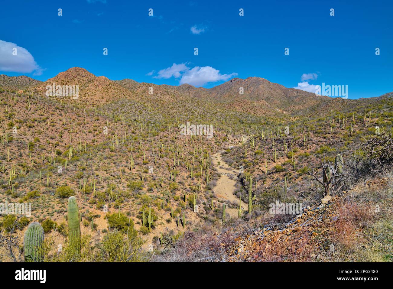 Vista del King Canyon Wash nel Saguaro National Park, Tucson, Arizona. Foto Stock