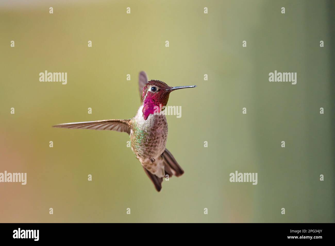 Un maschio Anna Hummingbird (Calypte anna) che si trova a metà aria, Arizona. Foto Stock