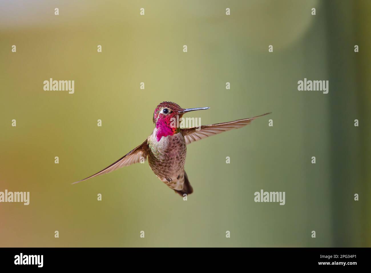 Un maschio Anna Hummingbird (Calypte anna) che si trova a metà aria, Arizona. Foto Stock