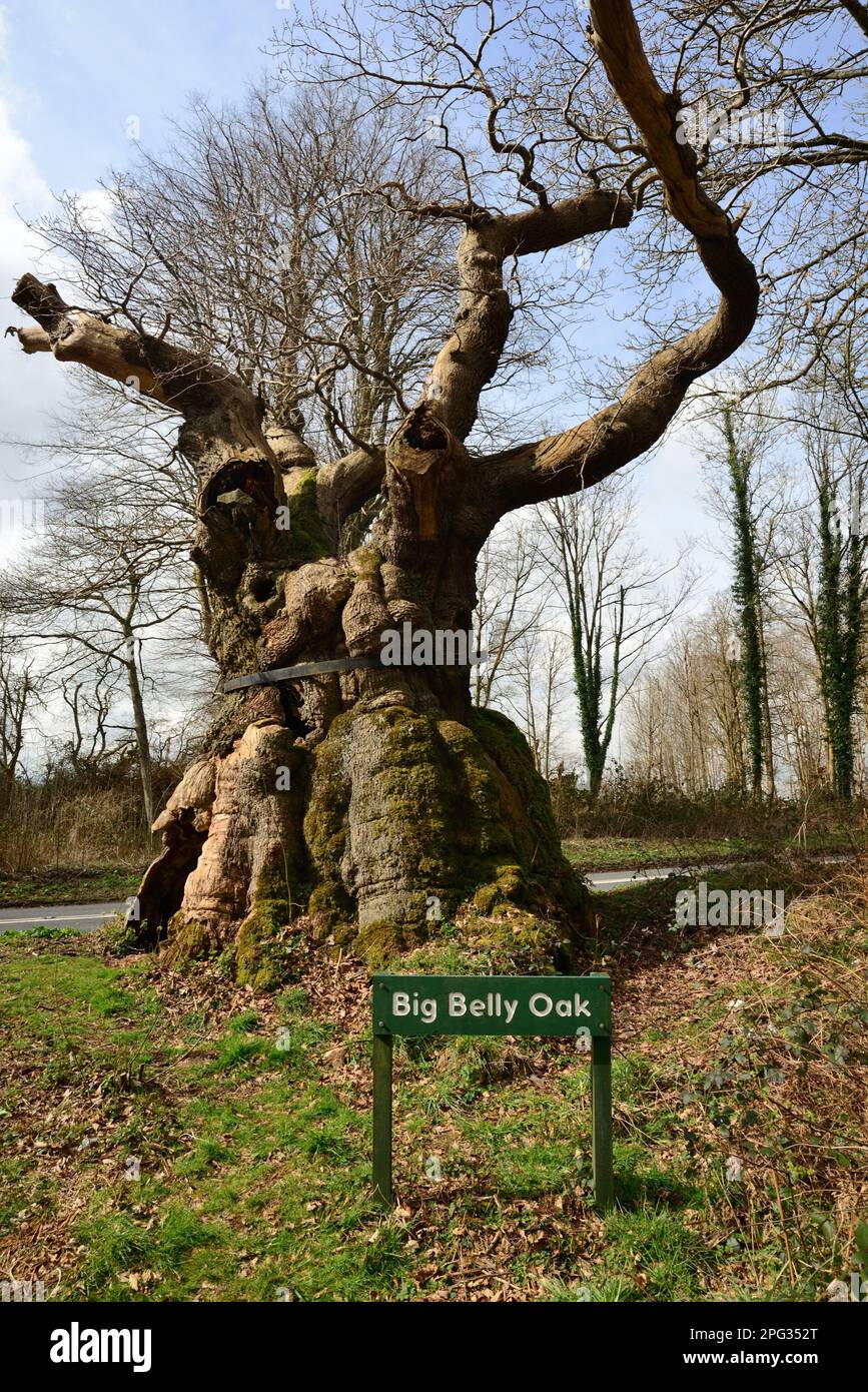 Big Belly Oak, accanto alla strada A346 vicino a Marlborough, nel Wiltshire. Foto Stock