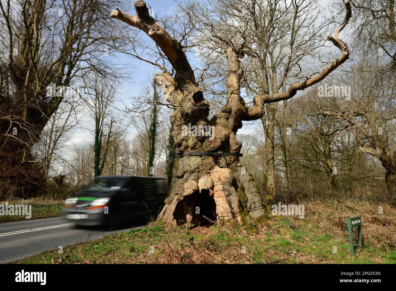 Big Belly Oak, accanto alla strada A346 vicino a Marlborough, nel Wiltshire. Foto Stock