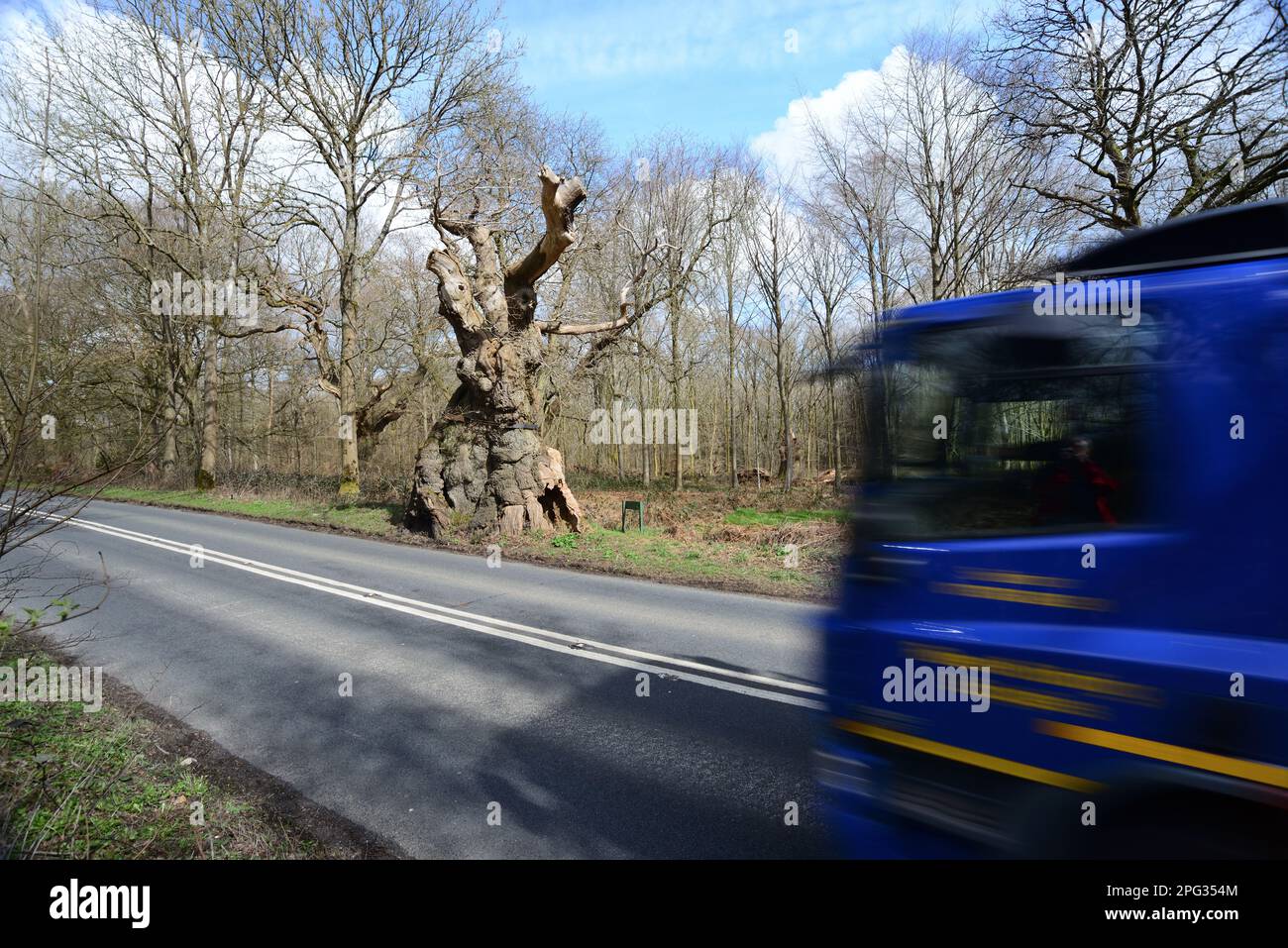 Un camion che passa la Big Belly Oak, accanto alla strada A346 vicino a Marlborough, Wiltshire. Foto Stock