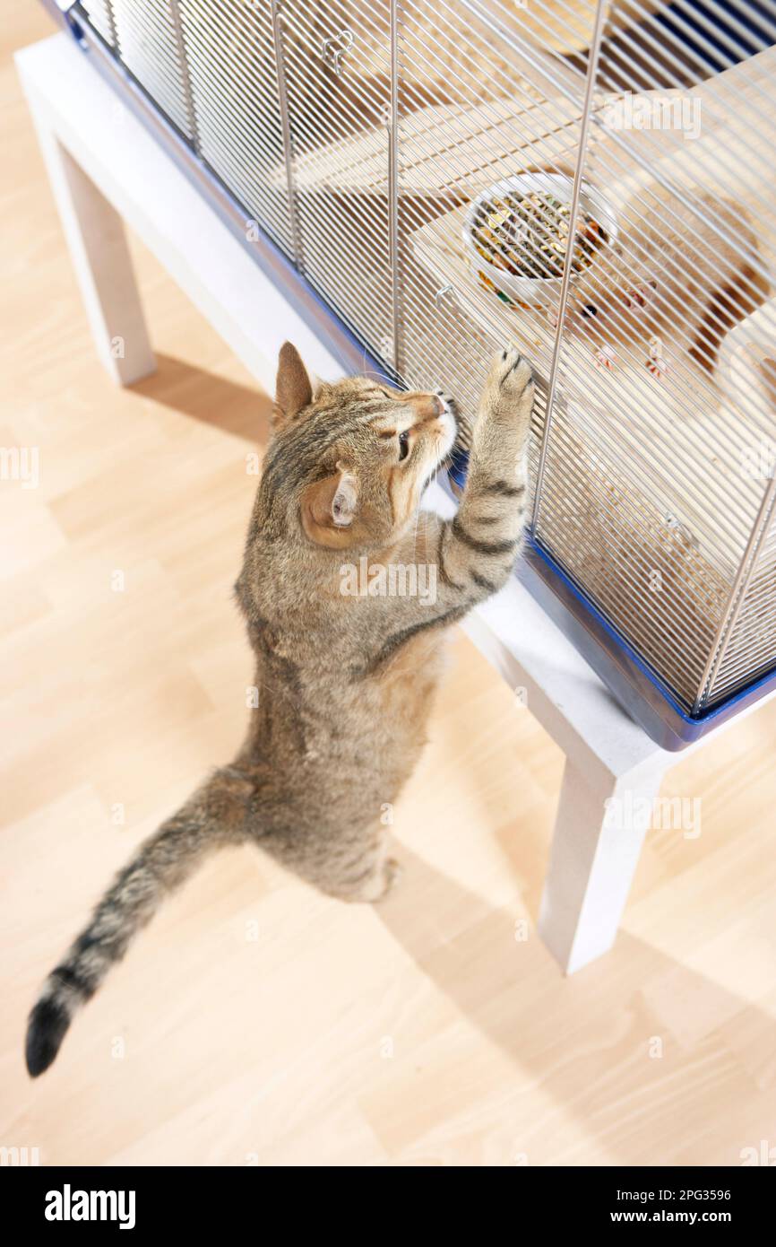 Un gatto di casa per adulti di tabby è interessato ad un criceto d'oro in una gabbia Foto Stock