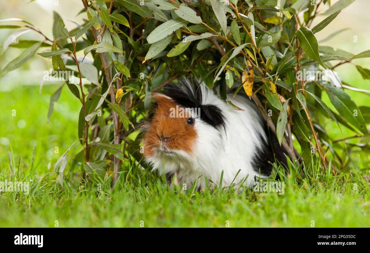 Guinea Pig, Cavie. Adulto che si nasconde sotto ramoscelli di salice. Germania Foto Stock