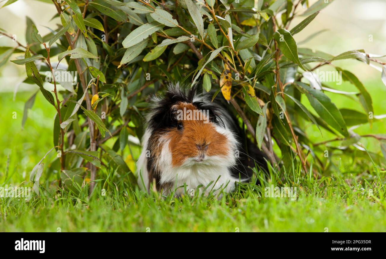 Guinea Pig, Cavie. Adulto che si nasconde sotto ramoscelli di salice. Germania Foto Stock