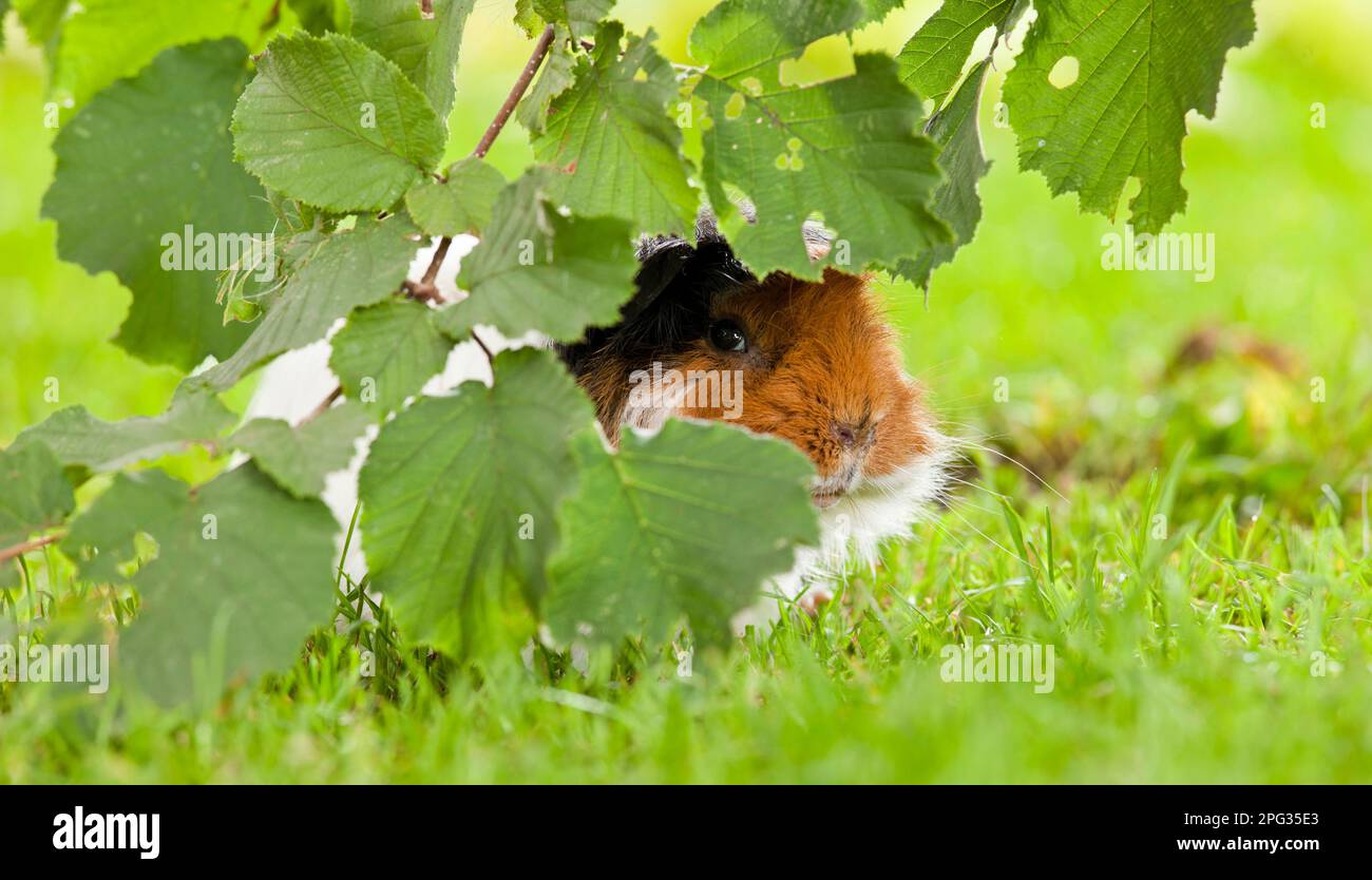 Guinea Pig, Cavie. Adulto che si nasconde dietro i ramoscelli di Hazel. Germania Foto Stock