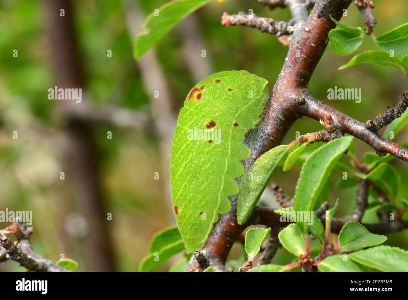 Scarce Swallowtail, Kite Swallowtail (Iphiclides podalirius). il bruco quasi adulto poggia su un ramoscello di una spina nera (Prunus spinosa). Germania Foto Stock
