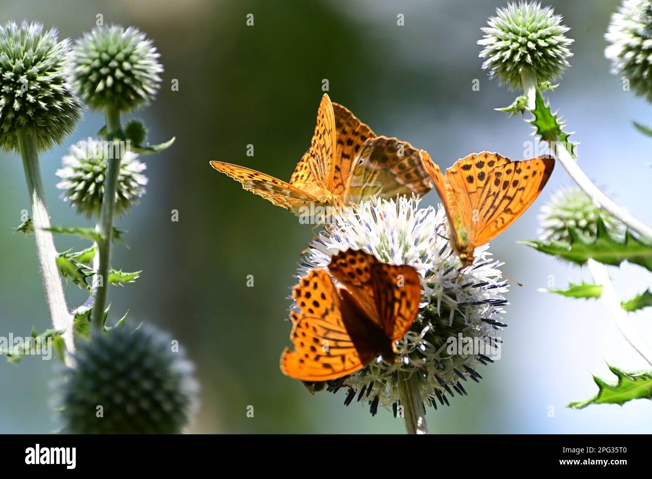 Farfalla artigliaria lavata con argento (Argynnis pahia). Diversi maschi su Globe Thistle fiori. Germania Foto Stock