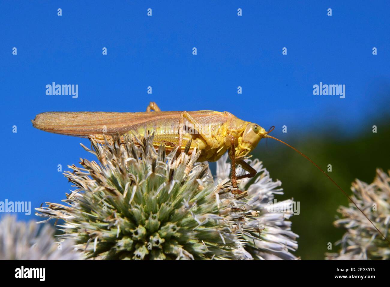 Grande Bushcricket Verde (Tettigonia viridissima). Raro animale di colore marrone che mangia su un cardo globo. Germania Foto Stock