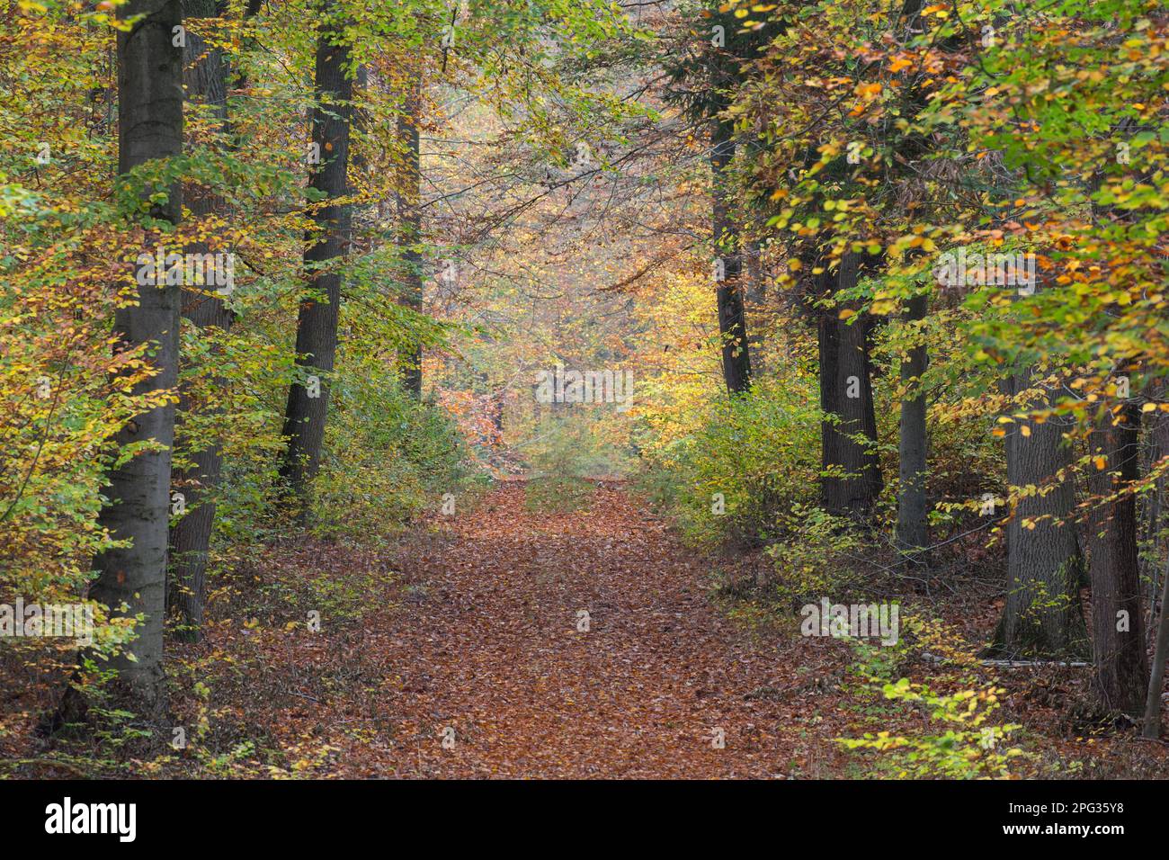 Faggio comune (Fagus sylvatica). Foresta in autunno. Schleswig-Holstein, Germania Foto Stock