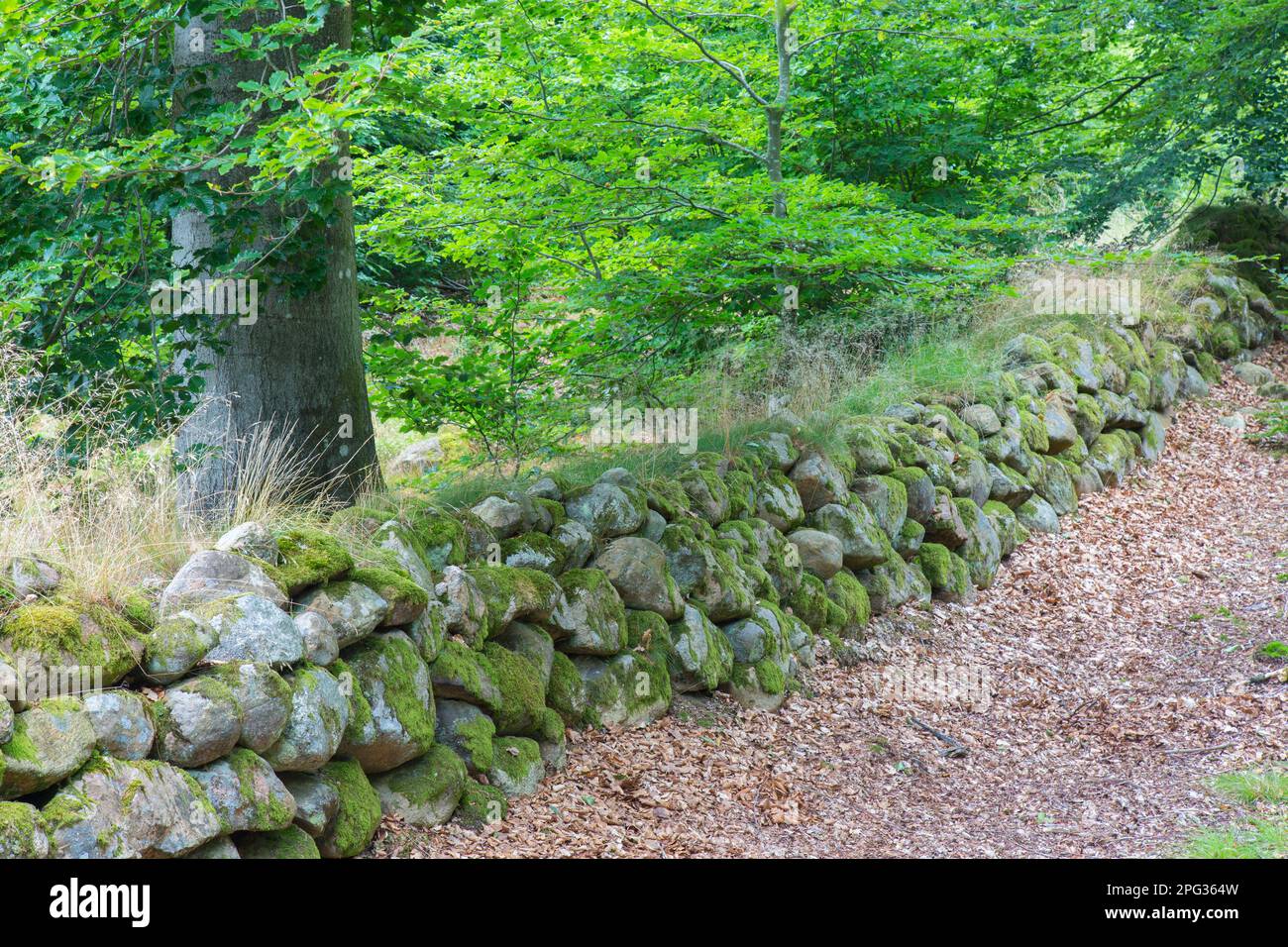 Vecchio muro di pietra a secco, riserva naturale di Haeckeberga, Skane, Svezia Foto Stock