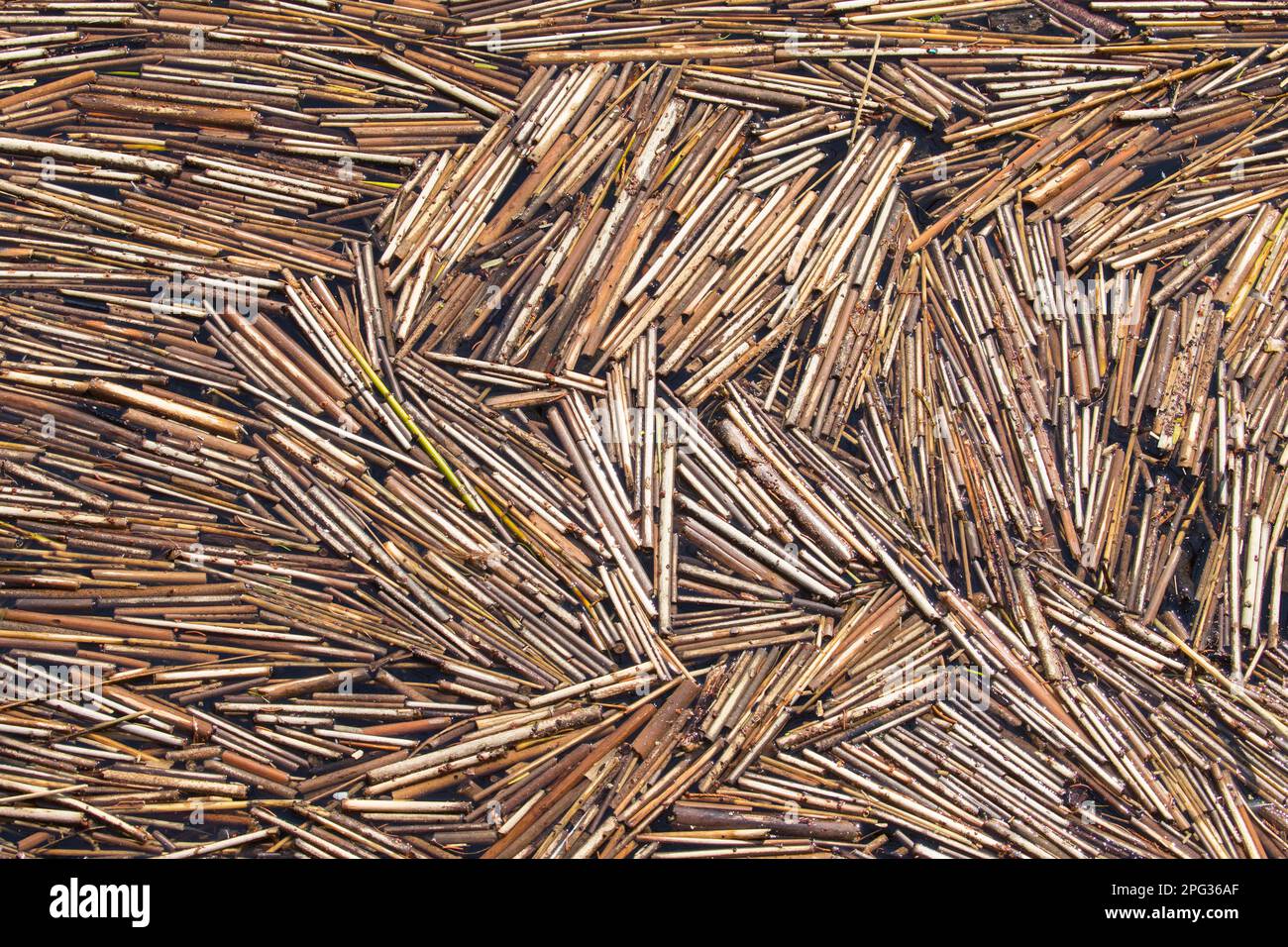 Reed comune (Phragmites australis, Phragmites communis). Gambi galleggianti in un lago. Germania Foto Stock