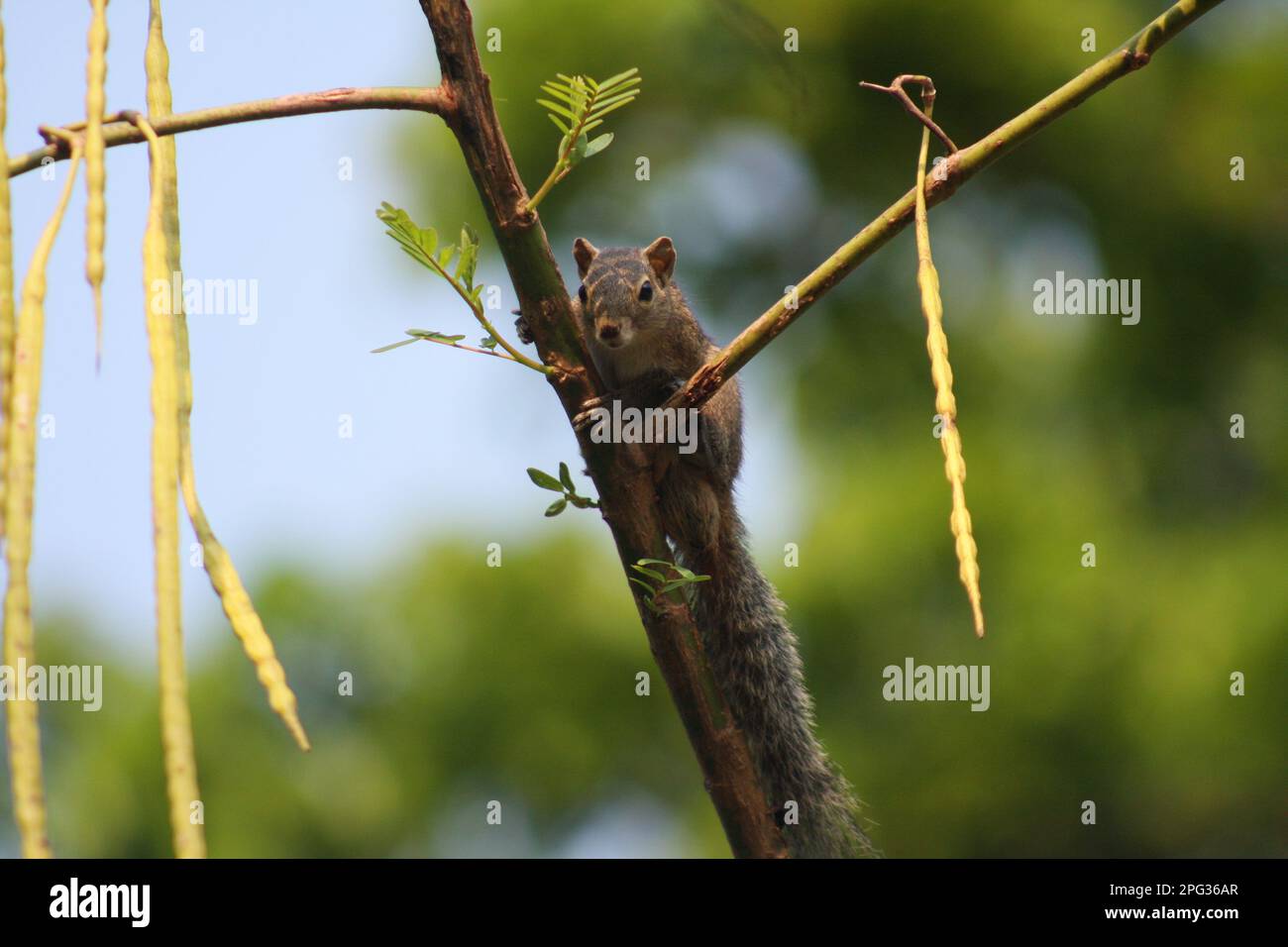 Gli scoiattoli sono roditori di piccole e medie dimensioni noti per le loro code cespugliose e la loro capacità di arrampicarsi sugli alberi con grande agilità. Foto Stock