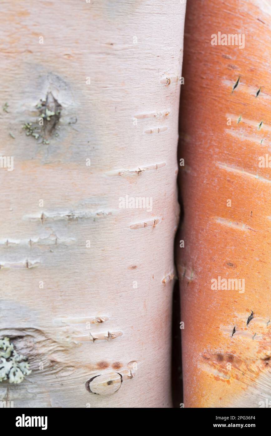 Birch Bianco europeo, Birch Argento (pendola Betula). Primo piano di peeling alla corteccia. Svezia Foto Stock