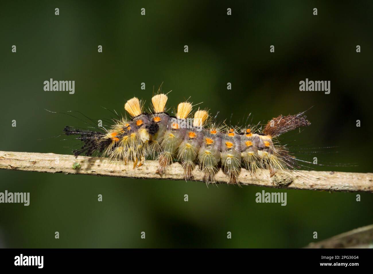 Vapourer Moth, Common Vapourer, Russy Tussock Moth (Orgyia antiqua), caterpillar su un ramoscello. Germania. Foto Stock