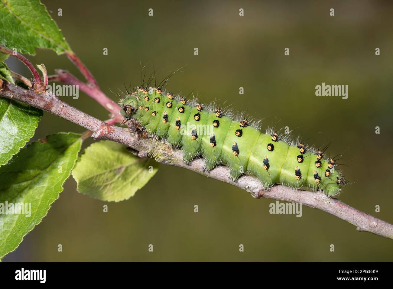 Piccolo imperatore Moth (Saturnia pavonia, Eudia pavonia). Caterpillar su un ramoscello. Germania Foto Stock