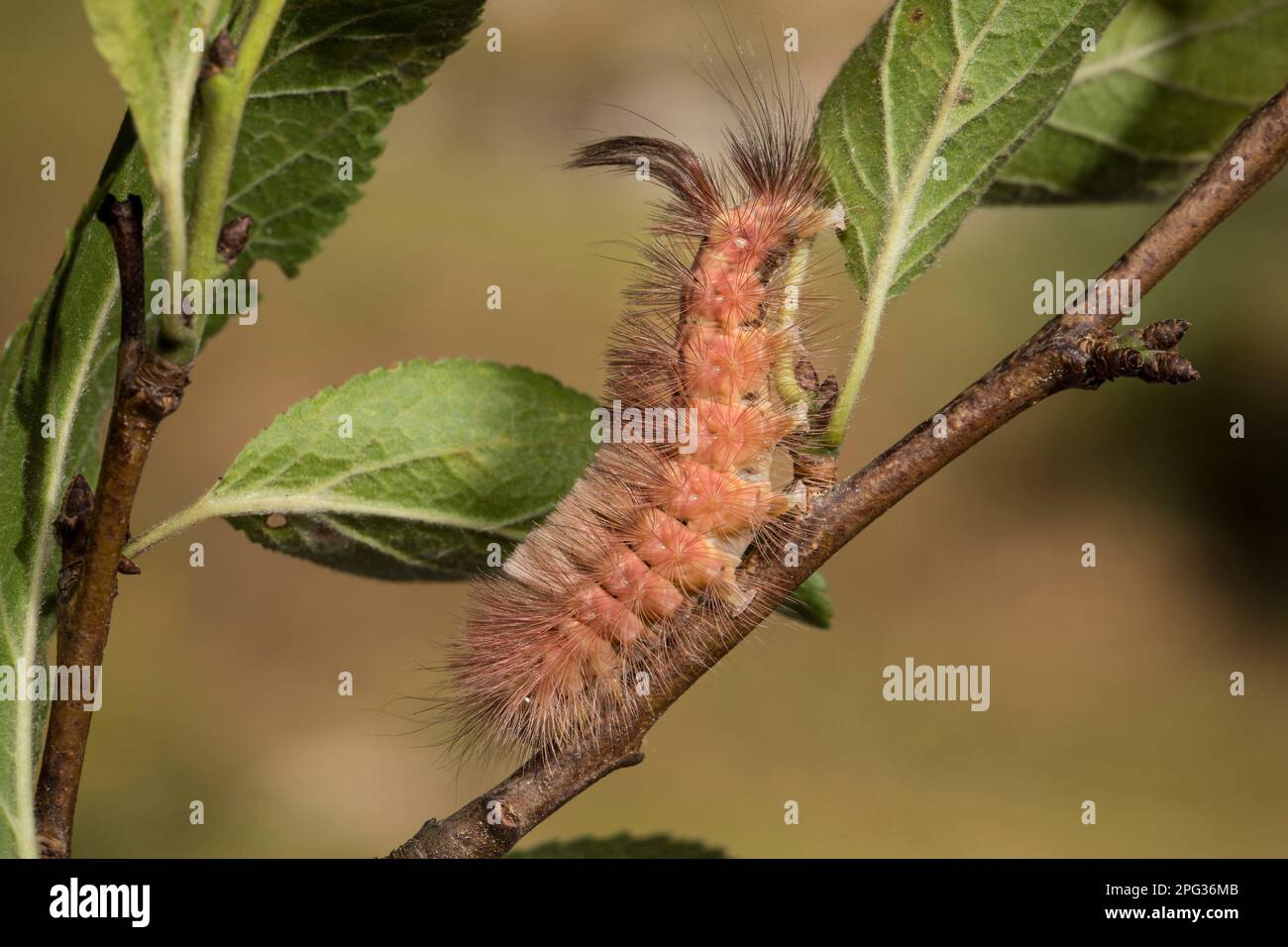 Tussock pallido, Moth (Calliteara pudibunda). Caterpillar (forma marrone) su un ramoscello. Germania Foto Stock