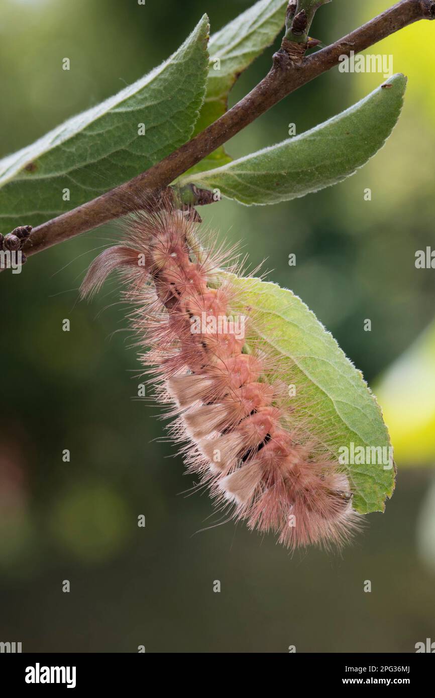 Tussock pallido, Moth (Calliteara pudibunda). Caterpillar (forma marrone) mangiare una foglia. Germania Foto Stock