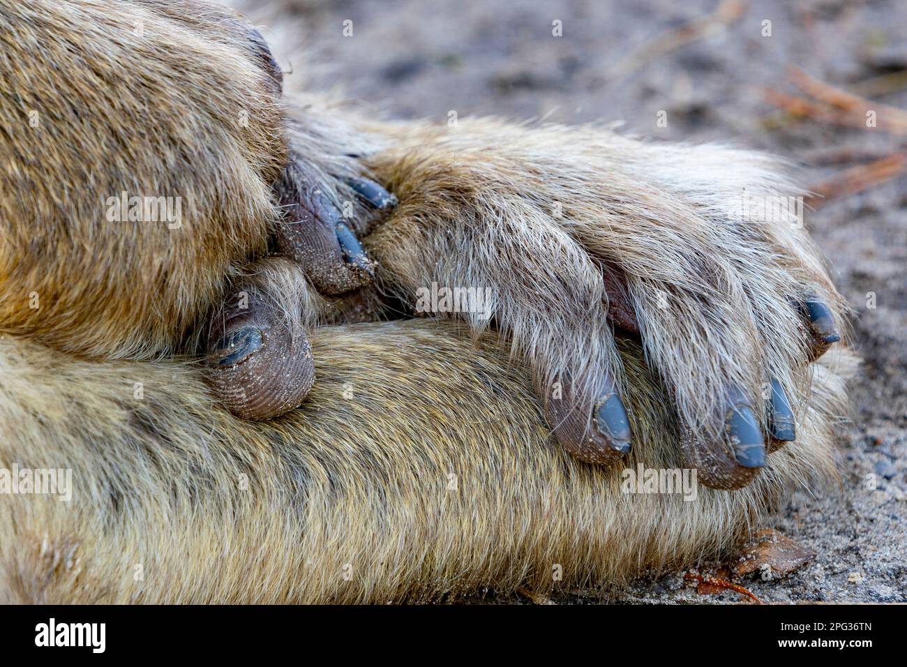 Barbary Macaque (Macaca sylvanus). Primo piano delle mani di un adulto. Germania Foto Stock