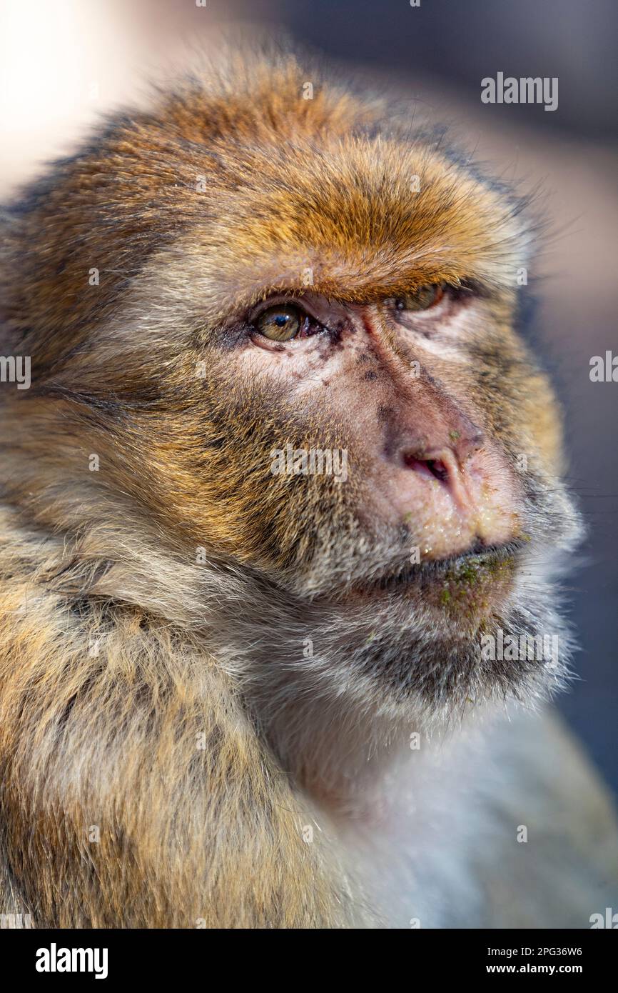Barbary Macaque (Macaca sylvanus), ritratto di adulto. Germania Foto Stock