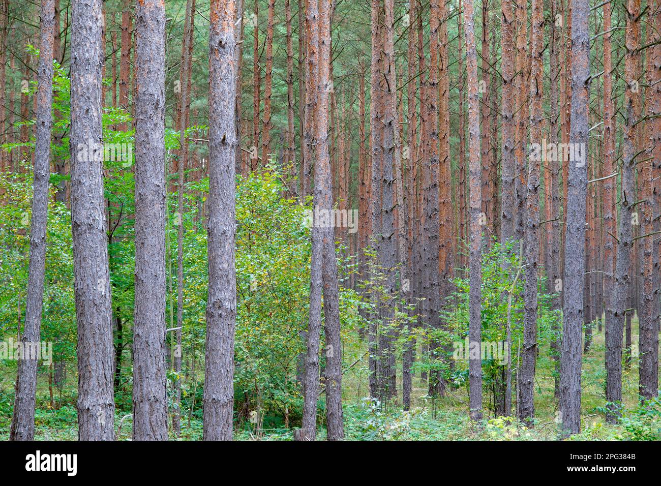 Pino scozzese (Pinus sylvestris). Pineta con alberi decidui giovani. Germania Foto Stock