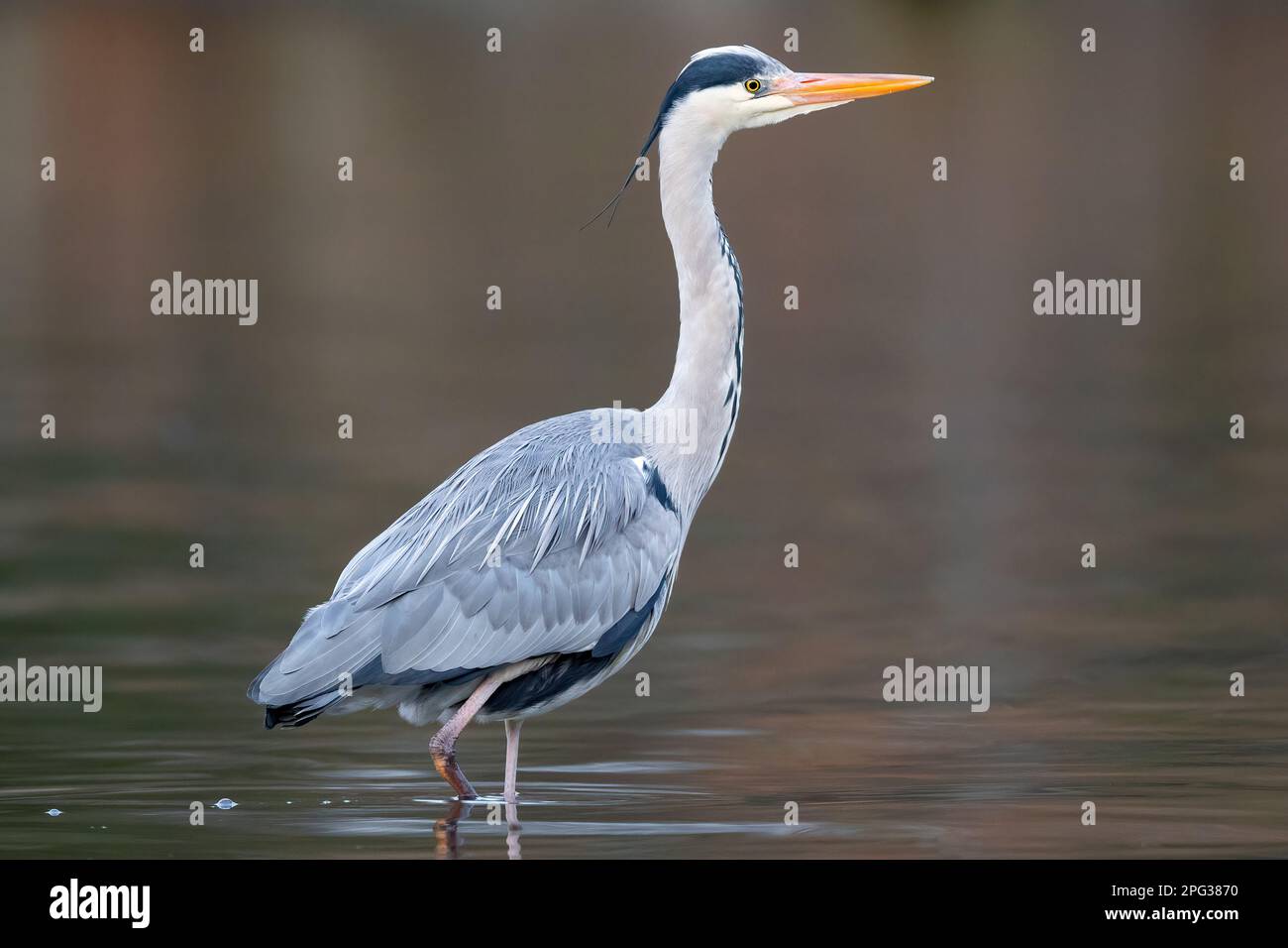 Airone grigio (Ardea cinera). Adulto in piedi in acqua,. Germania Foto Stock