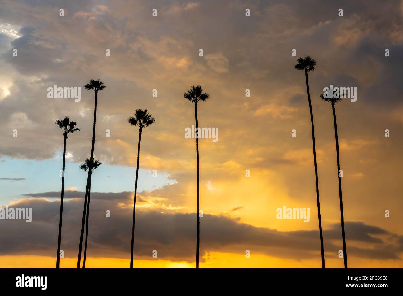 Cielo spettacolare con sagome di palme al tramonto a San Diego, California Foto Stock