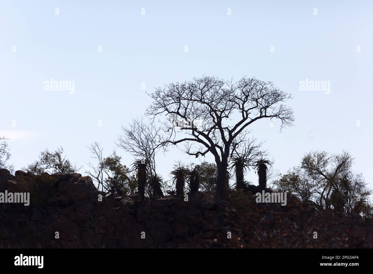 Albero e aloe silhouette su una cresta rocciosa Foto Stock