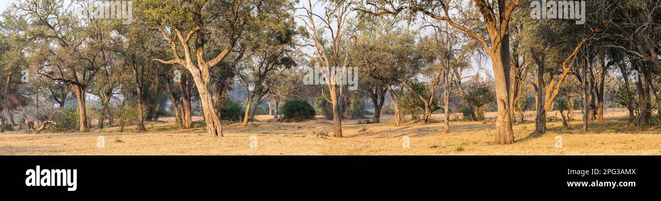 Paesaggistico bosco africano con specie di alberi misti tra cui alberi di palafede (Combretum imberbe) e alberi piovosi (Philenoptera violacea) Foto Stock
