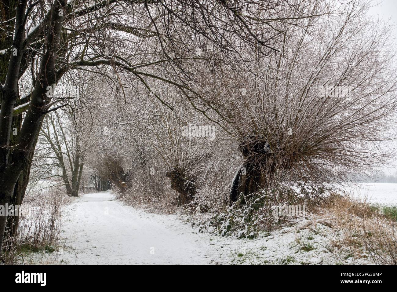 Bella passeggiata invernale lungo vecchi alberi di pollard salice attraverso una piccola riserva naturale tedesca, zona del basso Reno durante le nevicate pesanti, Germania. Foto Stock