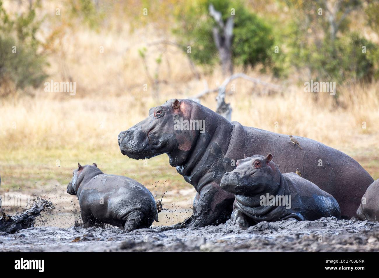 La mucca di ippopotamo e il bambino (anfibio di ippopotamo) prendono spaventa mentre riposano su una banca del fango durante il giorno Foto Stock