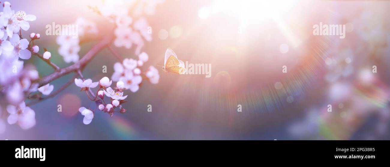 Fiori di primavera d'arte e farfalla di mosca; fiori di ciliegio sopra con luce solare sfocata sfondo- la natura di Pasqua disegno con spazio di copia Foto Stock