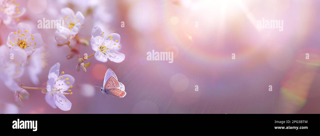 Disegno panoramico di rami di ciliegio fioriti su uno sfondo giardino di primavera con spazio copia: Concetto di primavera tempo con spazio copia Foto Stock