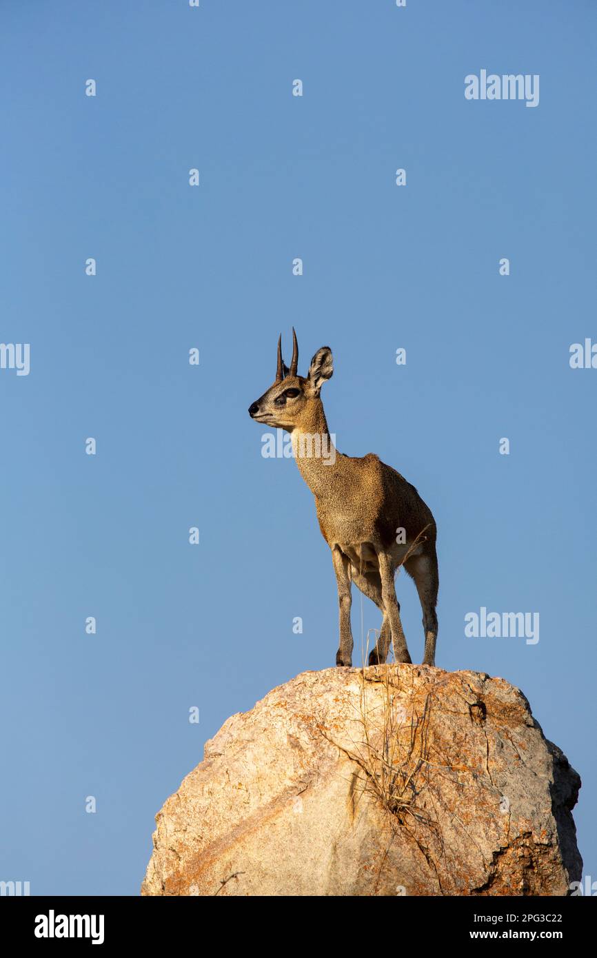 Montone di klipspringer (Oreotragus oreotragus) in cima a una roccia prominente Foto Stock