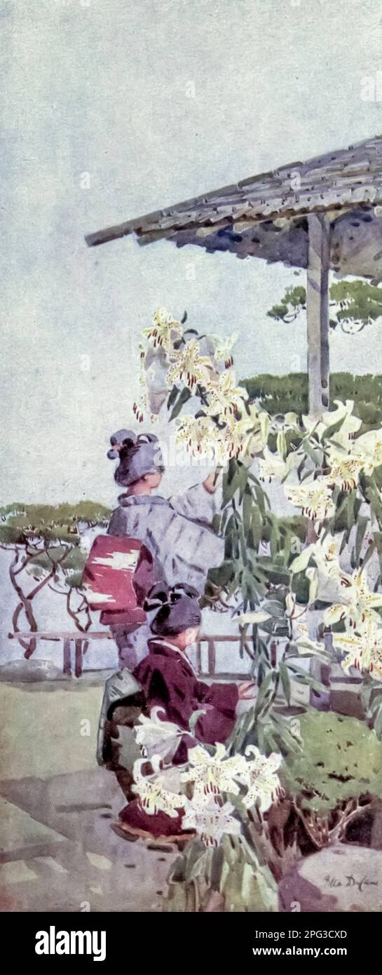 Lilinm Auratum dipinto da Ella Du cane dal libro ' i fiori e i giardini del Giappone ' descritto da Florence Du cane pubblicato a Londra da A. e C. Nero nel 1908 Lilium auratum (山百合, yamayuri, letteralmente 'giglio di montagna') è uno dei gigli veri. È nativo del Giappone ed a volte è denominato il giglio dorato-rayed o il giglio del goldband. Foto Stock